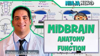 Neurology  Midbrain Anatomy amp Function [upl. by Dwan764]