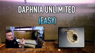 How I Raise Daphnia Water Fleas And You Can Too [upl. by Palmira527]