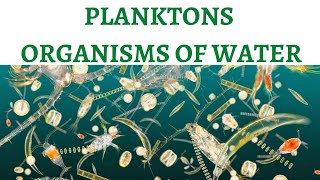 Planktons The Food of Oceans  Phytoplanktons amp Zooplanktons [upl. by Gine]