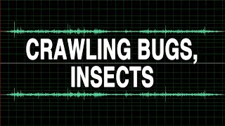 Crawling bugs Insects sound effect [upl. by Nayek]