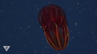 Deep relaxation Release the stress with the bloodybelly comb jelly [upl. by Watt]