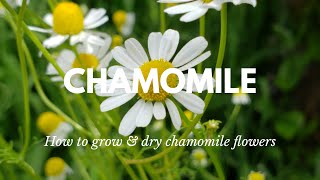 How to Grow amp Harvest Chamomile  Grow Chamomile For Tea  Drying amp Tips [upl. by Lazarus]