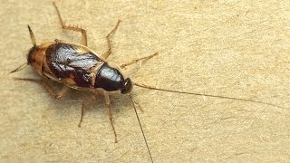 Can Cockroaches Really Survive A Nuclear Attack [upl. by Cort]