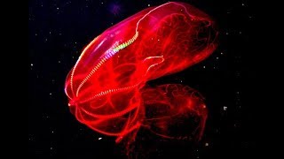 Bloodbelly Comb Jellyfish  Deepsea Oddities [upl. by Kunkle]