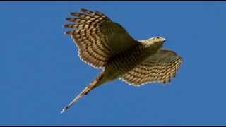 Sparrowhawk Bird Call Bird Song [upl. by Aliled]