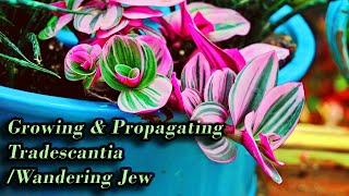 Growing Tradescantia  Wandering Jew Care amp Propagation [upl. by Aible829]