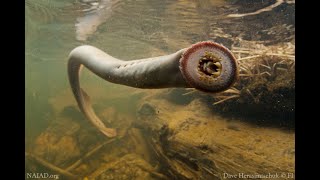 Pacific Lamprey Life Cycle [upl. by Eran]