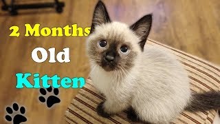 2 Month Old Siamese Himalayan MİX KİTTEN [upl. by Paulson610]