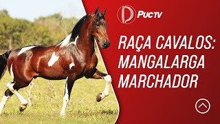 RAÇA CAVALOS MANGALARGA MARCHADOR [upl. by Oreves]