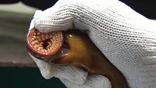 SEA LAMPREY IN THE GREAT LAKES [upl. by Kayne]