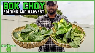 Bok Choy  Bolting and harvesting  Everything you need to know  bokchoy [upl. by Ardnael]