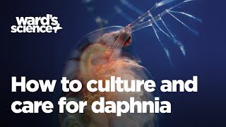 Caring and Culturing for Daphnia [upl. by Aihsar830]