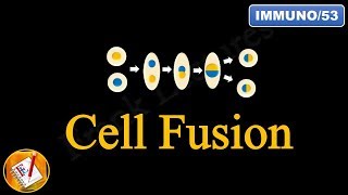 Cell Fusion FLImmuno53 [upl. by Arretahs]