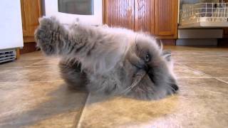 funny himalayan cat [upl. by Columbus]