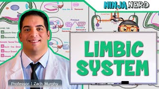 Neurology  Limbic System Anatomy amp Function [upl. by Daeriam]