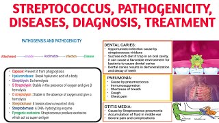 Streptococcus Classification Pathogencity Diseases Diagnosistreatment [upl. by Mylan]