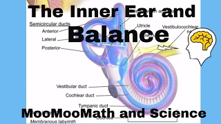 Inner ear balance [upl. by Eelarol]