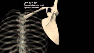 Scapulohumeral Rhythm Shoulder Abduction with Muscular Analysis [upl. by Foscalina99]