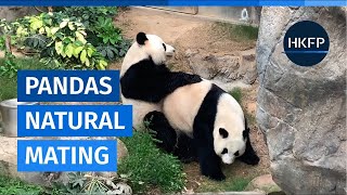 Hong Kongs pandas succeed in natural mating [upl. by Natalina]