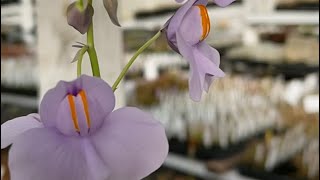 Giant bladderwort Utricularia cornigera [upl. by Fielding]