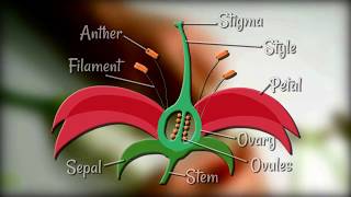 Flower Dissection  Reproduction in flowering plants [upl. by Otaner394]