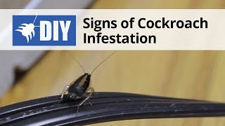 Signs of a Cockroach Infestation [upl. by Spancake]