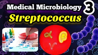 Streptococcus شرح بالعربي Morphology Classification and identification [upl. by Swerdna]