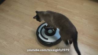 Cat shows HOW TO use iRobot Roomba Vacuum [upl. by Pembroke]