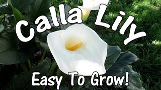 The Amazingly Beautiful Easy To Grow Calla Lily [upl. by Berky638]