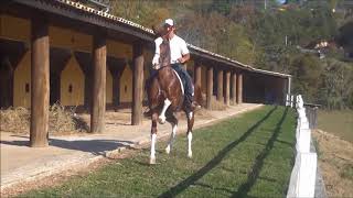 Imperio cavalo mangalarga quotmaquina quentequot Hipica Rancho Novo [upl. by Rice]