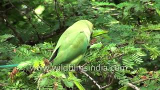 Calliandra haematocephala or Red Powder Puff A medicinal plant [upl. by Notfa]