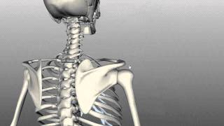 Scapula and Clavicle  Shoulder Girdle  Anatomy Tutorial [upl. by Akihsay]