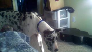 Harlequin great dane barking at ghost [upl. by Yentihw]