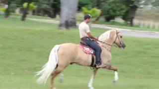 Marchador Horses  Brazil [upl. by Eyma]