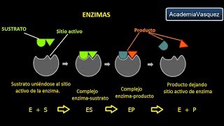 Enzimas Estructura Características y Funciones [upl. by Anomar]