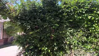 Perfect PRIVACY HEDGE  Calliandra [upl. by Ocire]