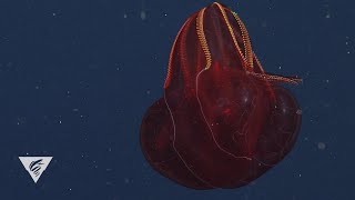 Weird and Wonderful The bloodybelly comb jelly a deepsea fireball [upl. by Stieglitz735]