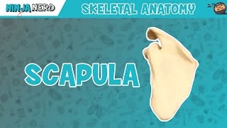 Scapula Anatomy [upl. by Eelanaj]