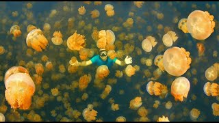 PALAU Jellyfish Lake Amazing Planet 4K 2020 [upl. by Strait284]