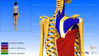 Lépaule ladduction les muscles adducteurs [upl. by Ailadi]