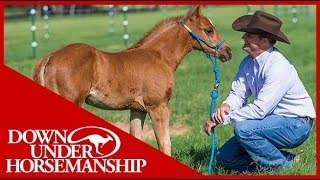 Clinton Anderson Foal Training  Downunder Horsemanship [upl. by Junina]