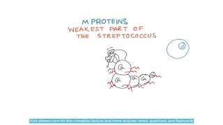 Streptococcus Pyogenes M Proteins [upl. by Eilac253]