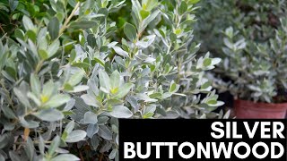 Silver Buttonwood [upl. by Waite]