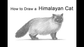 How to Draw a Cat Himalayan [upl. by Soisanahta31]