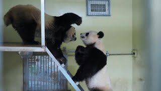 Giant pandas mate in rare ritual at French zoo  AFP [upl. by Enairda841]