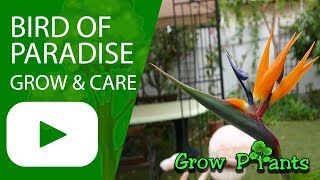 Bird of paradise plant  How to grow Strelitzia reginae [upl. by Mcnully]