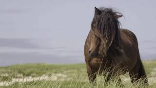 Discover Sable Island National Park Reserve [upl. by Anderson]