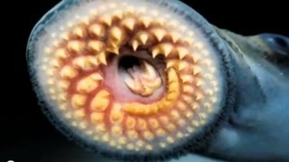 quotSilent Invadersquot Sea Lamprey 2013 [upl. by Aenal426]