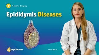 Epididymis Diseases  Surgery Video Lecture  Medical Online Education  VLearning™ [upl. by Halona498]