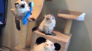 Beautiful Himalayan kittens playing  so fluffy [upl. by Swamy]